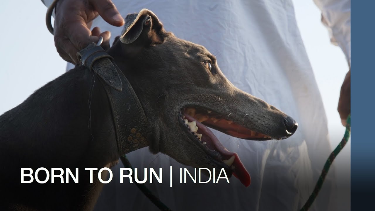 Born To Run | India
