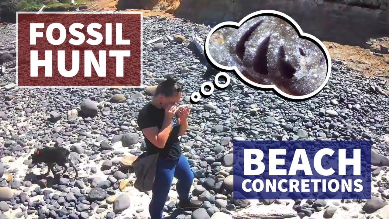 Fossil Beach Hunt in the Concretions; Oregon Rockhounding #thefinders