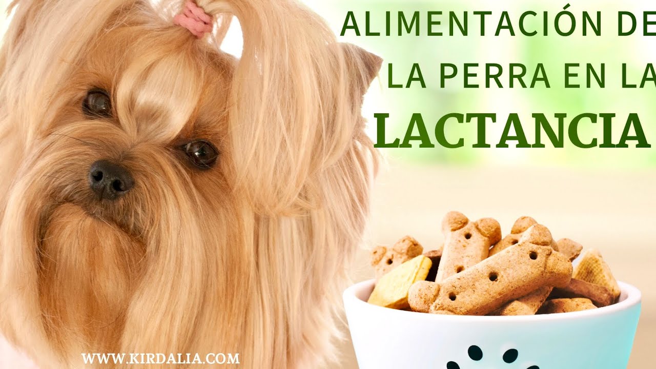 Alimentación de la perra en la Lactancia