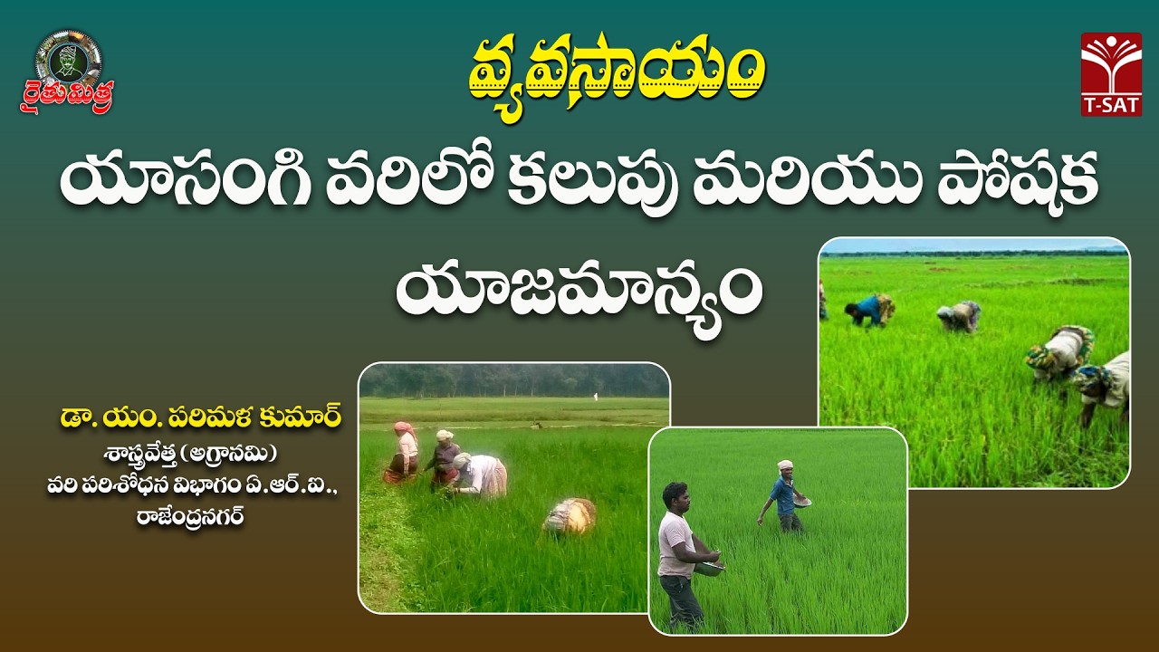 🌾 రైతుమిత్ర – వ్యవసాయం | యాసంగి వరిలో కలుపు మరియు పోషక యాజమాన్యం | డా. యం. పరిమళ కుమార్ | T-SAT