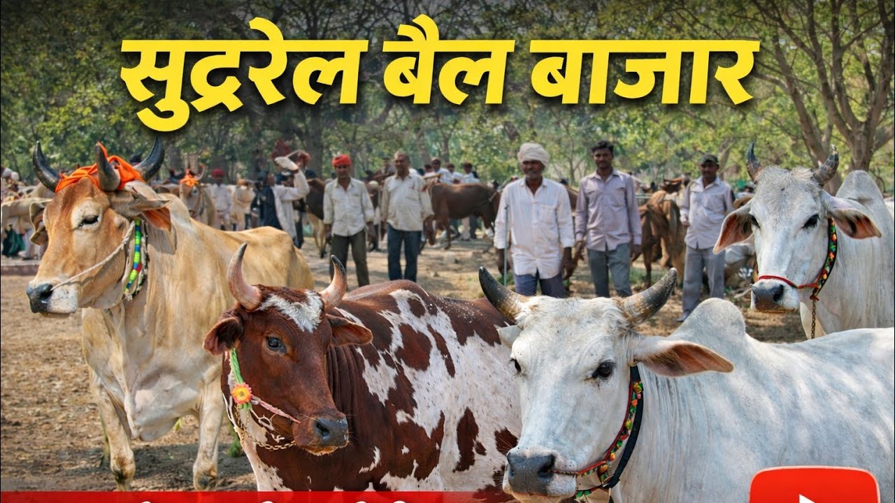  सुन्दरेल का प्रसिद्ध बैल बाजार | देखिए सबसे अच्छे बैल ! आज के सबसे तगड़े बैल ! #trending 
