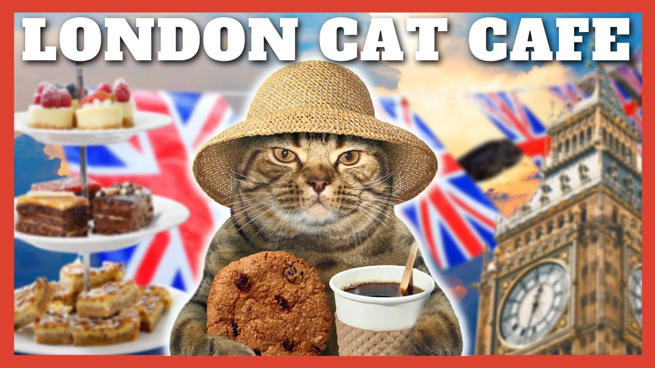 ПОСЛЕОКОНЧАНИЕ ЧАЯ С 20 КОШКАМИ?!? - London Cat Cafe