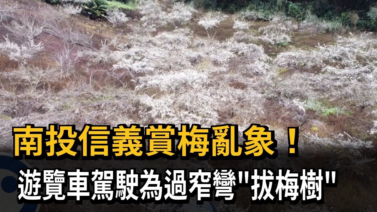 南投信義賞梅亂象！ 遊覽車駕駛為過窄彎「拔梅樹」－民視新聞