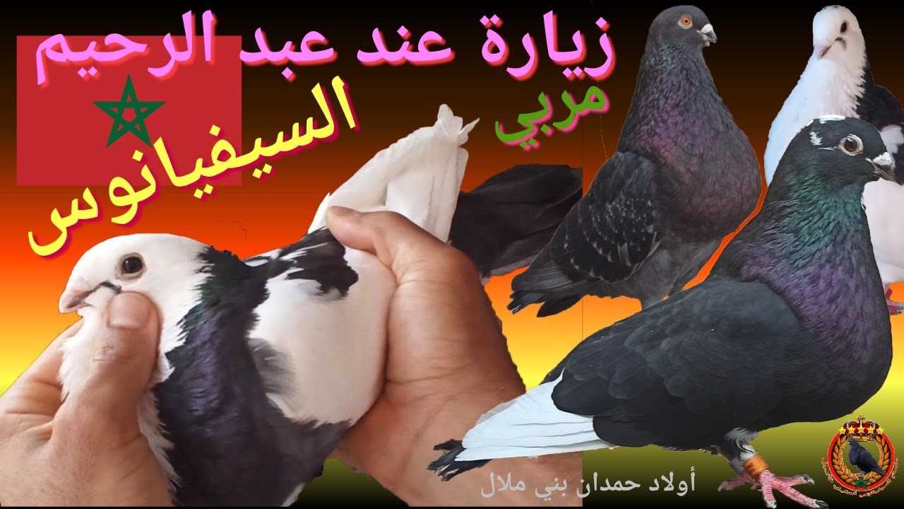 زيارة للأخ عبد الرحيم مربي حمام #السيفيانوس المغربي مدينة بني ملال