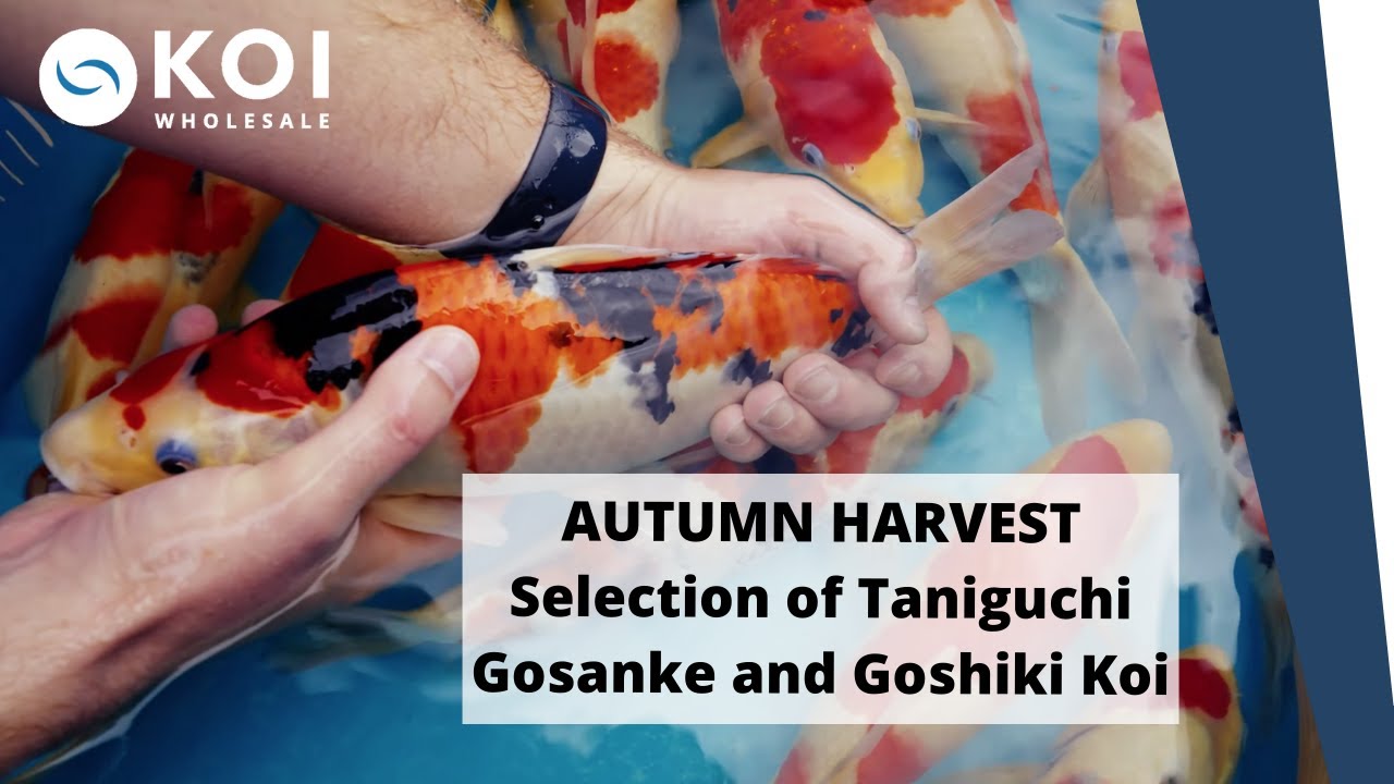 AUTUMN HARVEST Selection of Taniguchi Gosanke and Goshiki Koi