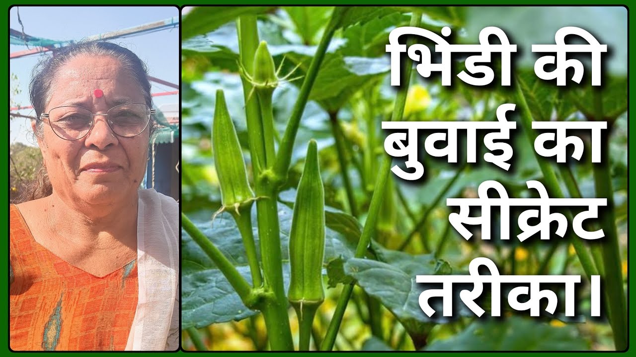 भिंडी की बोवाई का सीक्रेट तरीका 🌱 बीज नहीं सड़ेगा, 100% जर्मिनेशन