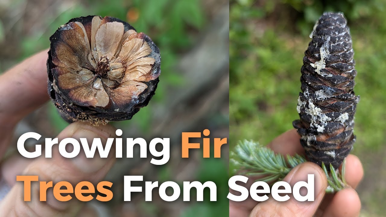 How to Grow Fir Trees From Seed