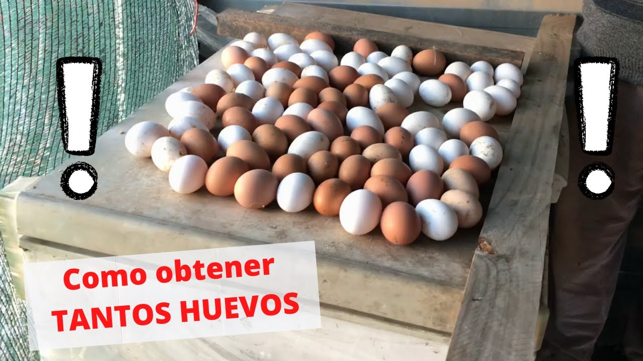 El Huerto del Abuelo - Los hobbies: Trucos y consejos para tener muchos huevos