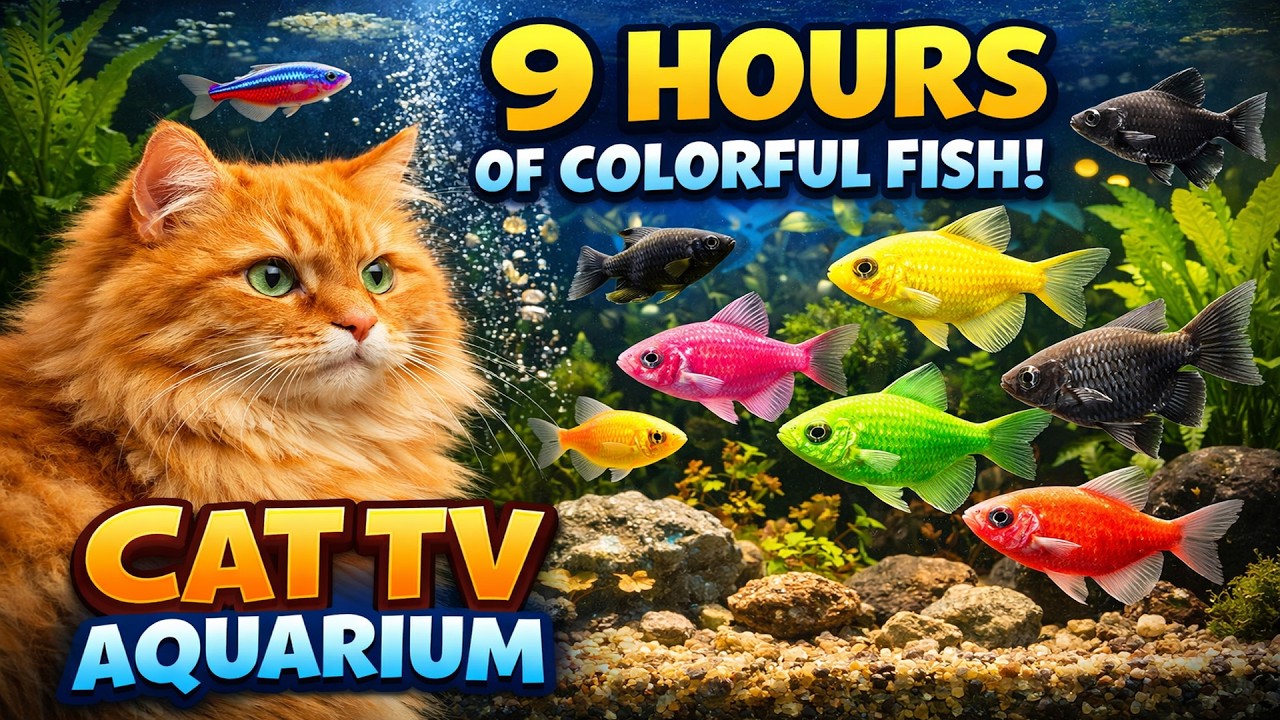 Cat TV Aquarium 🐠 Mollies, Neon Tetras & GloFish | Fish for Cats to Watch (4K 9H)