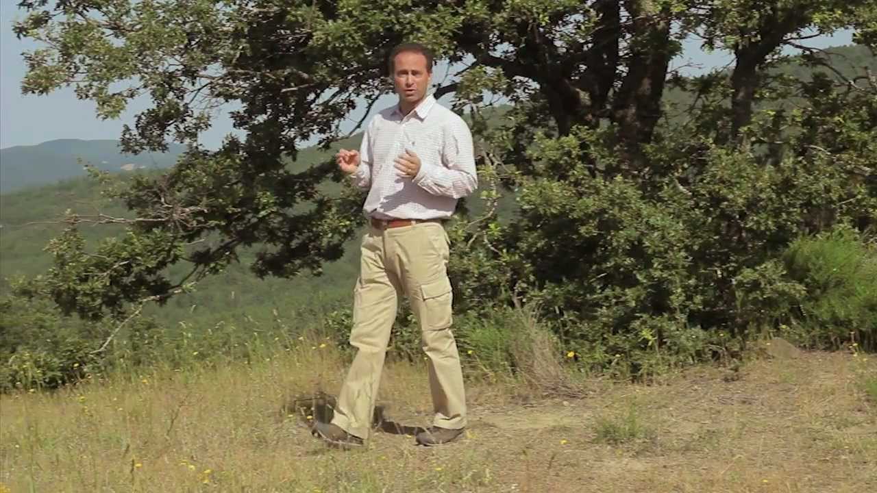 Specie arboree sporadiche: il valore ambientale ed economico