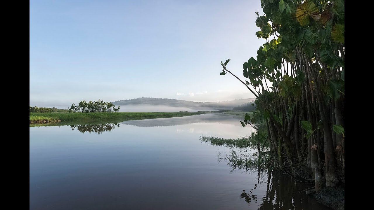 Guyane - Le marais de Kaw (octobre 2014) - 1080p