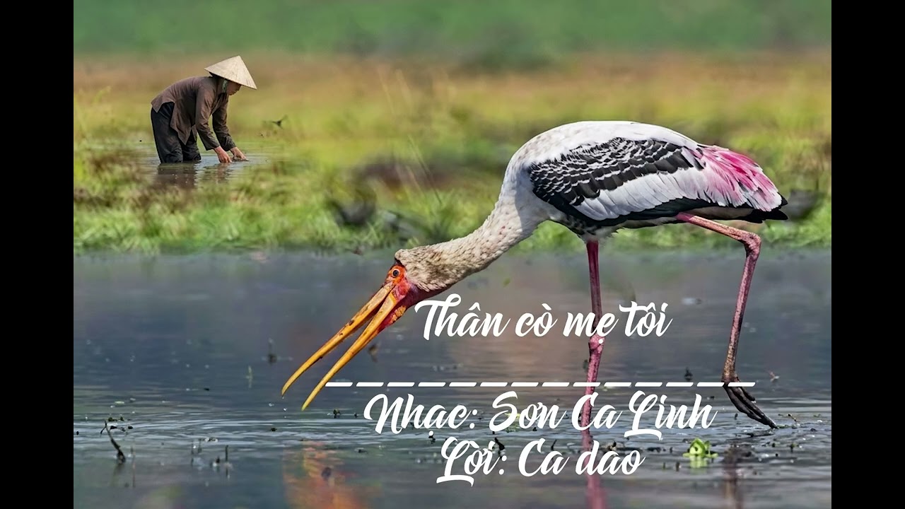 THÂN CÒ MẸ TÔI