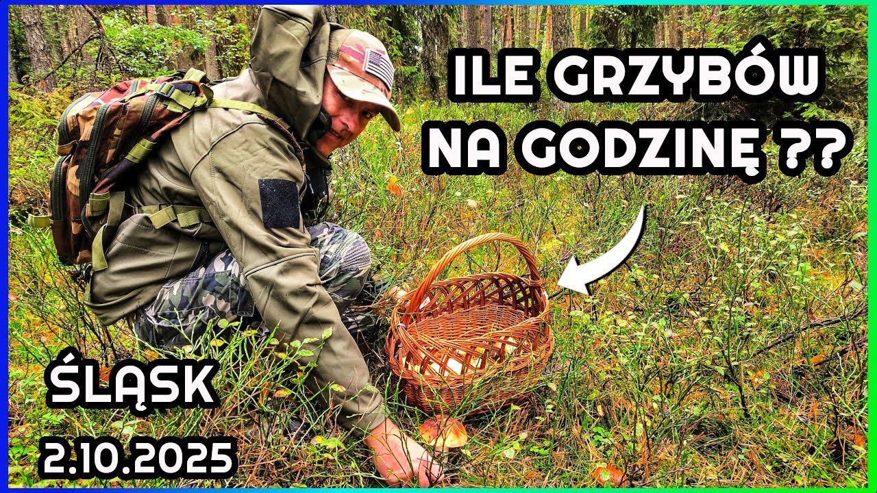 Czy Warto Wybrać Się Już Na Grzyby? Sląskie Lasy Grzybobranie 2025 Czy są już Podgrzybki ?