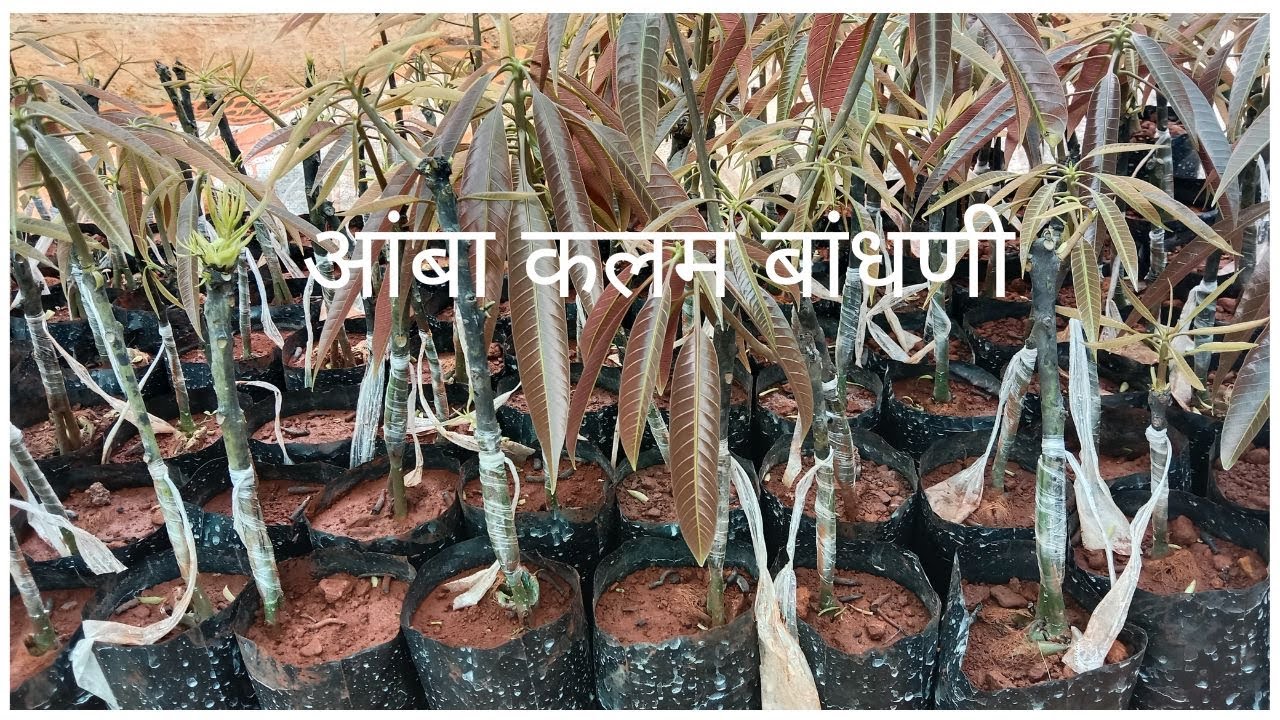 आंबा कलम बांधणी संपूर्ण माहिती  |Complete information on mango grafting| stone grafting.