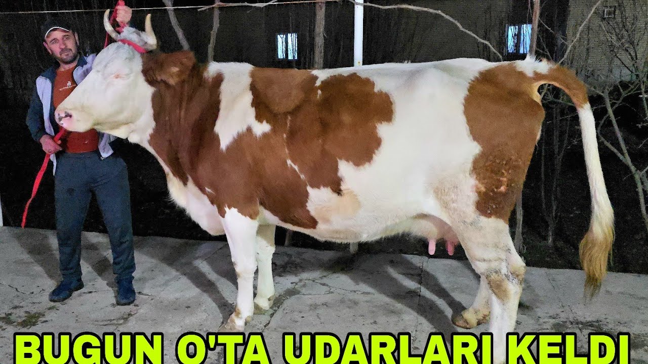 Buxoro arzonchisi Mizrobjon va Ashur akalardan yangi partiya sutha boylaridan keldi  29.1.2026 г.