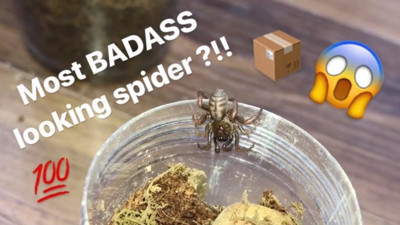 Unboxing my FIRST ever TRAPDOOR SPIDER !!! FINALLY got one !!!