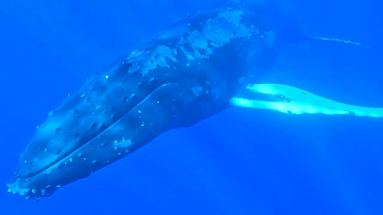 Snorkeling with Humpback Whales, Rurutu, French Polynesia