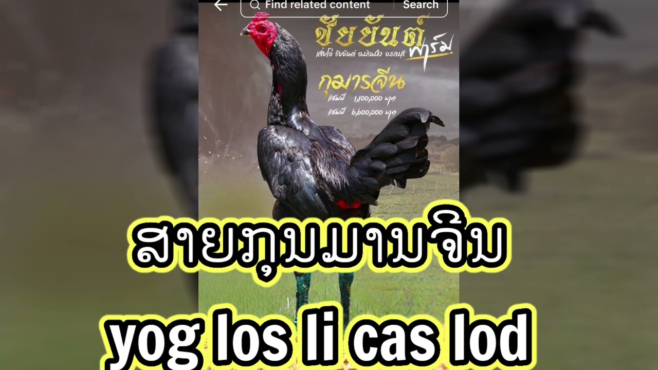 Tsob qaib kumunchinh Tam sim no nrov kawg