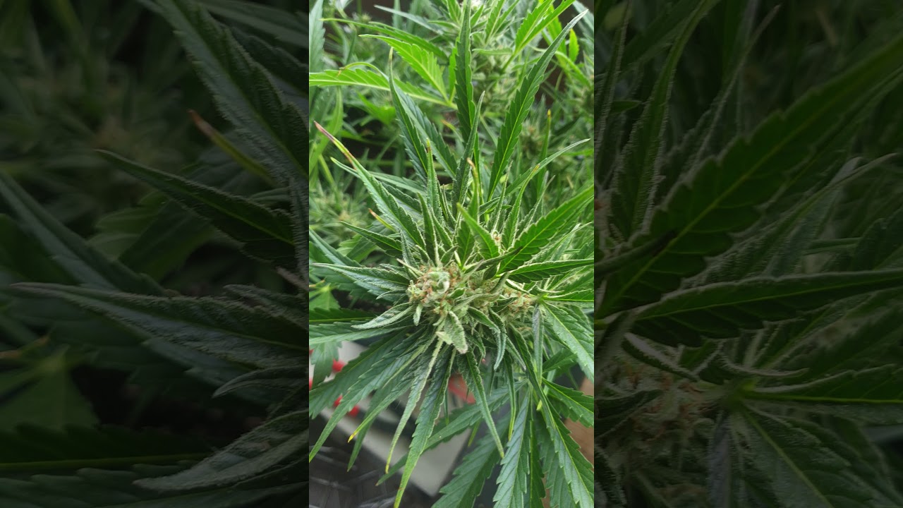 2020 Grow Heavyweight seeds