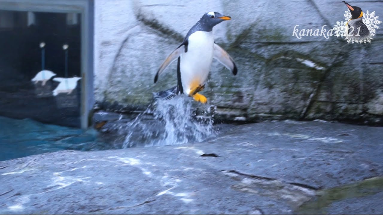旭山動物園 飛び出す！ジェンツーペンギン！