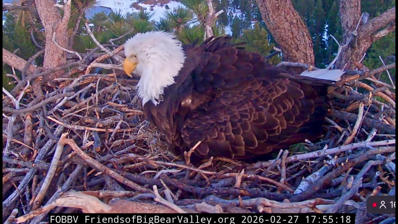 Jackie laid second egg- second clutch❤️Big Bear Eagle Nest❤️02/27/26
