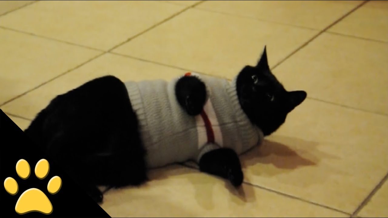 Christmas Cats: Compilation