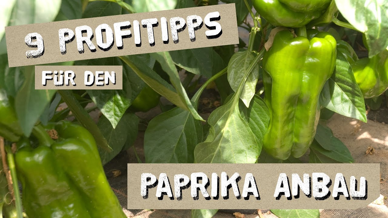 9 Tipps für den erfolgreichen Paprika-Anbau - Düngen, Königsblüte, Ausgeizen, uvm
