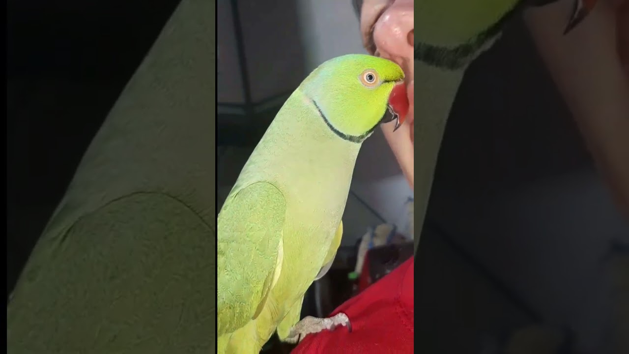 The most talkative ringneck parrot in Brazil! 😍 #viral #animals #pets #love #life #birds #passion...
