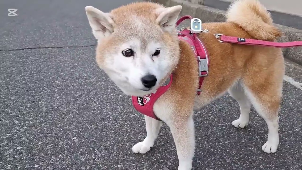 パパの膀胱崩壊の危機！そんな事娘達はお構い無し🤣😂