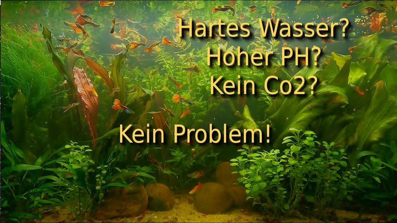 Meine Top 5: Perfekte Pflanzen f&uuml;r Low-Tech-Aquarien!