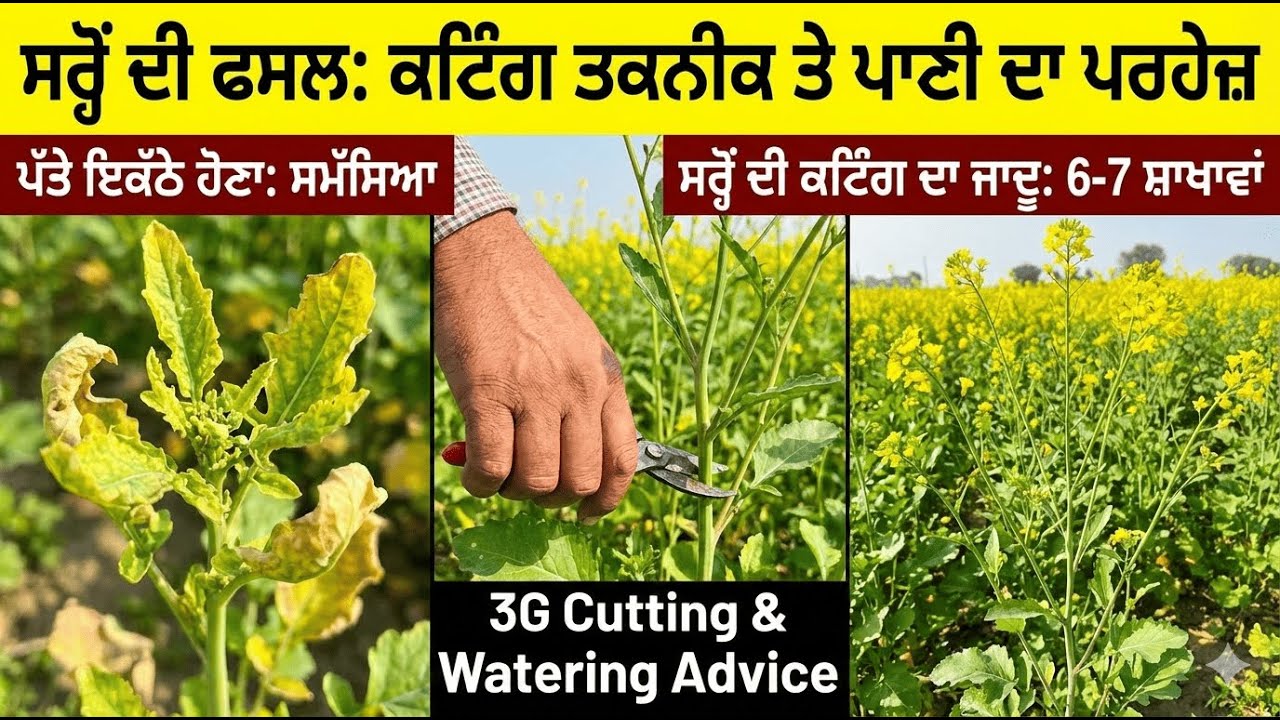 ਸਰ੍ਹੋਂ ਦੀ ਗੰਦਲ ਤੋੜਨ ਦਾ ਜਾਦੂ ਦੇਖੋ! ✂️ | 1 ਬੂਟੇ ਦੀਆਂ 6-6 ਸ਼ਾਖਾਵਾਂ | 3G Cutting Formula