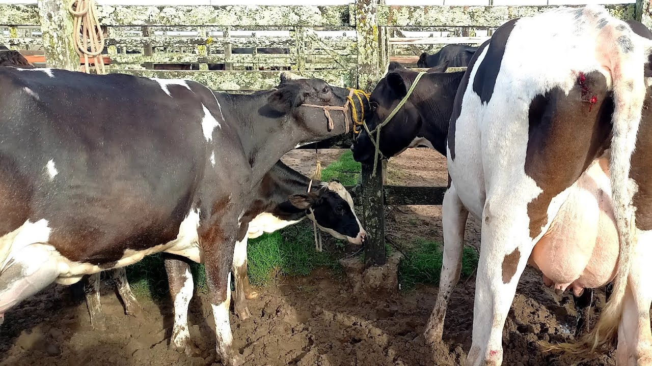 Feira das Vacas Leiteiras Capoeiras Pe.27/02/26