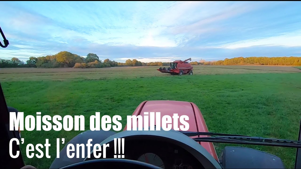 Moisson du millet : l'enfer !!! 😤