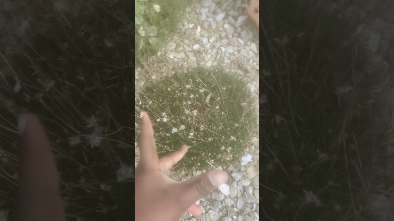 Me making a flower with my powers