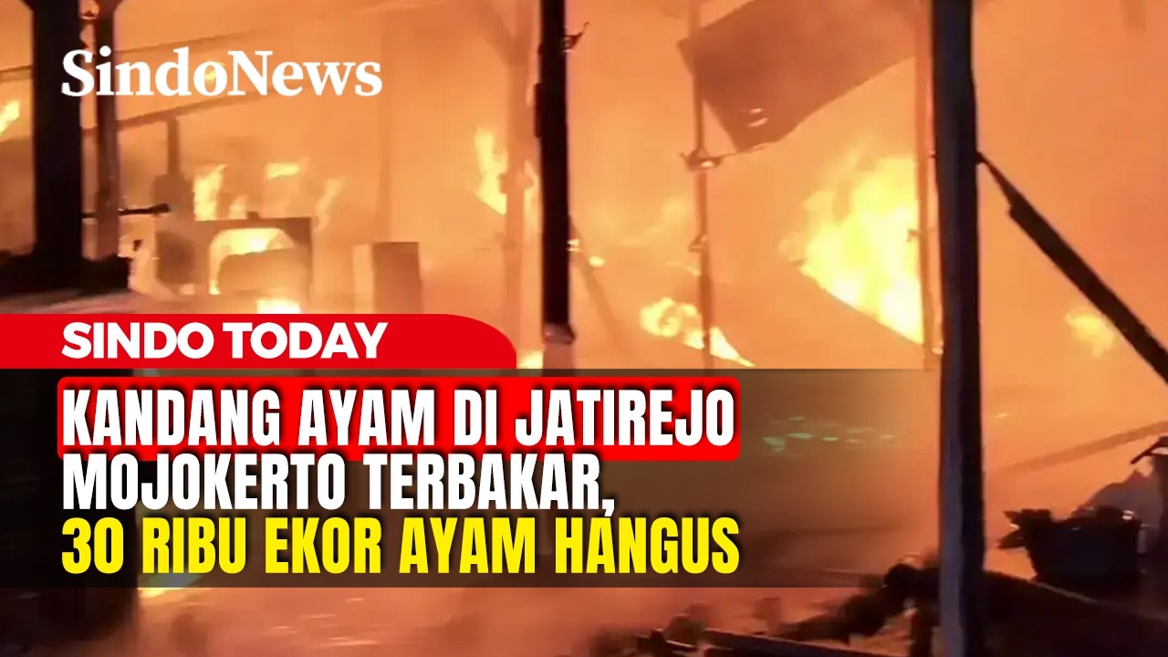 Kandang Ayam di Jatirejo Mojokerto Terbakar, 30 Ribu Ekor Ayam Hangus | Sindo Today | 23/03 | Part 1