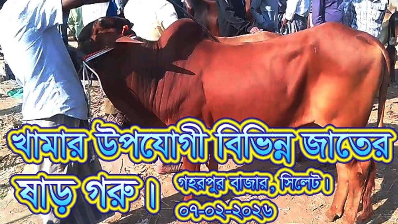 খামার ও কুরবানী-২৬ উপযোগী বিভিন্ন জাতের সেরা মানের ষাড় গরু| ০৭.০২.২৬