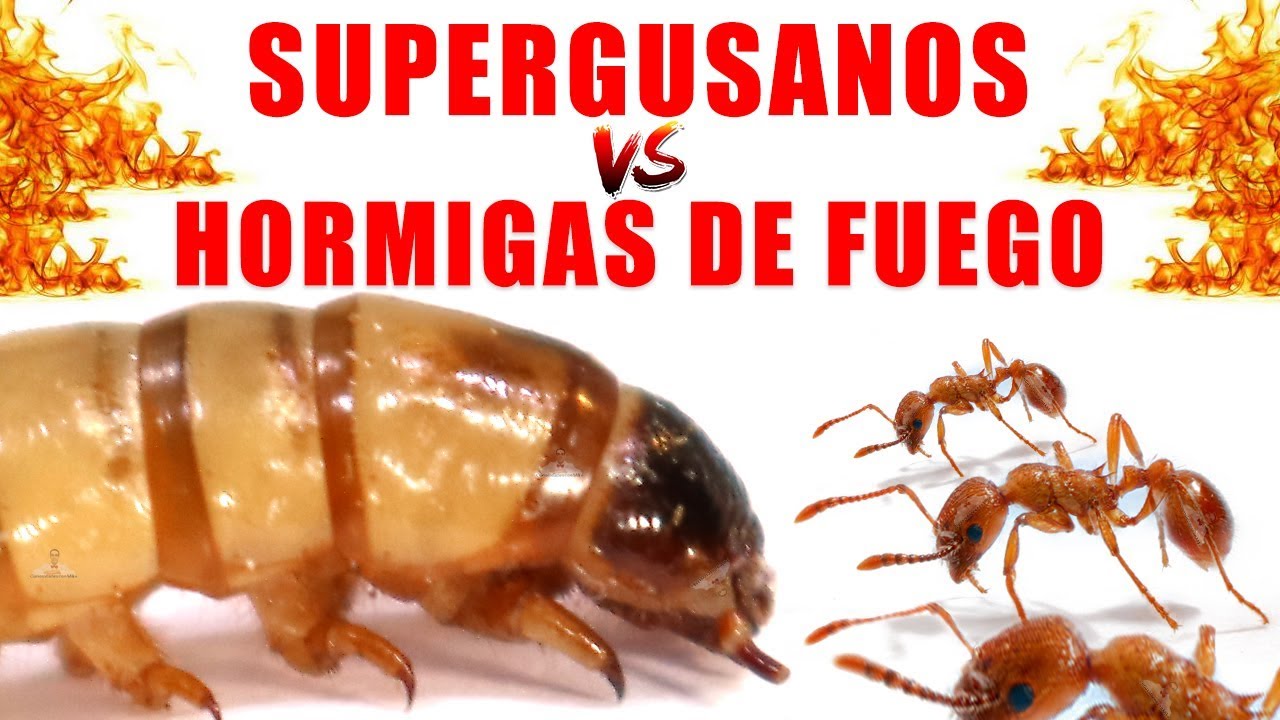 SUPERGUSANOS VS HORMIGAS DE FUEGO | Experimentos con Mike