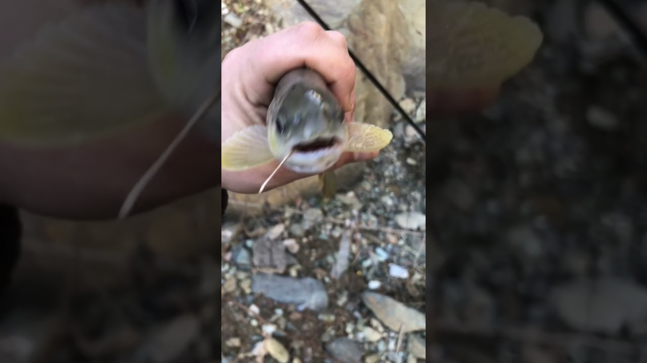 #fishing #short #shorts #trout #subscribe #youtubeshorts #river #smallriver #flyfishing #bigtrout