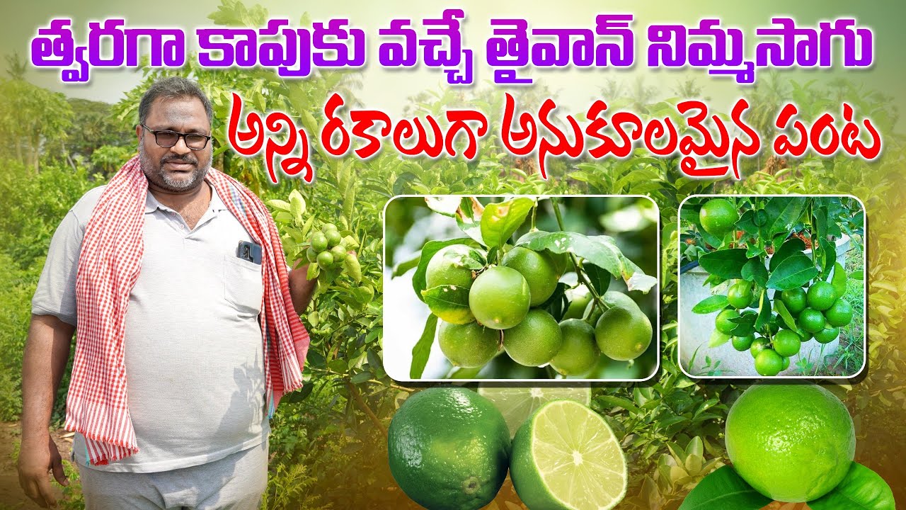 తైవాన్ నిమ్మతో ప్రతి రోజు ఆదాయం | Good Results with Taiwan Lemon Cultivation | AgriTech Telugu