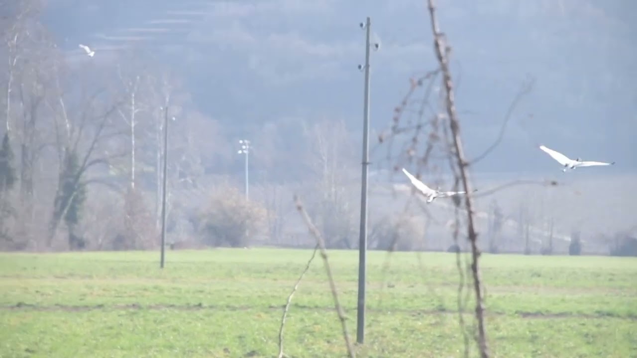 L'ibis sacro sulla Strada Comun a Montorio
