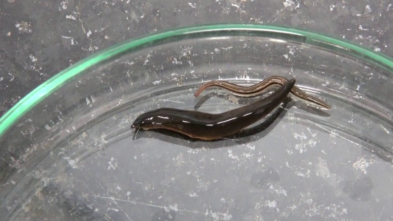 Land planarian Obama anthropophila capturing different prey
