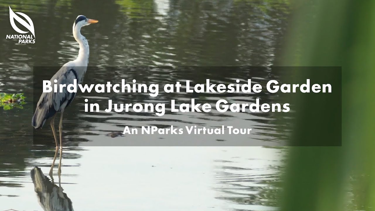 Birdwatching at Lakeside Garden in Jurong Lake Gardens | SustainableFest 2021