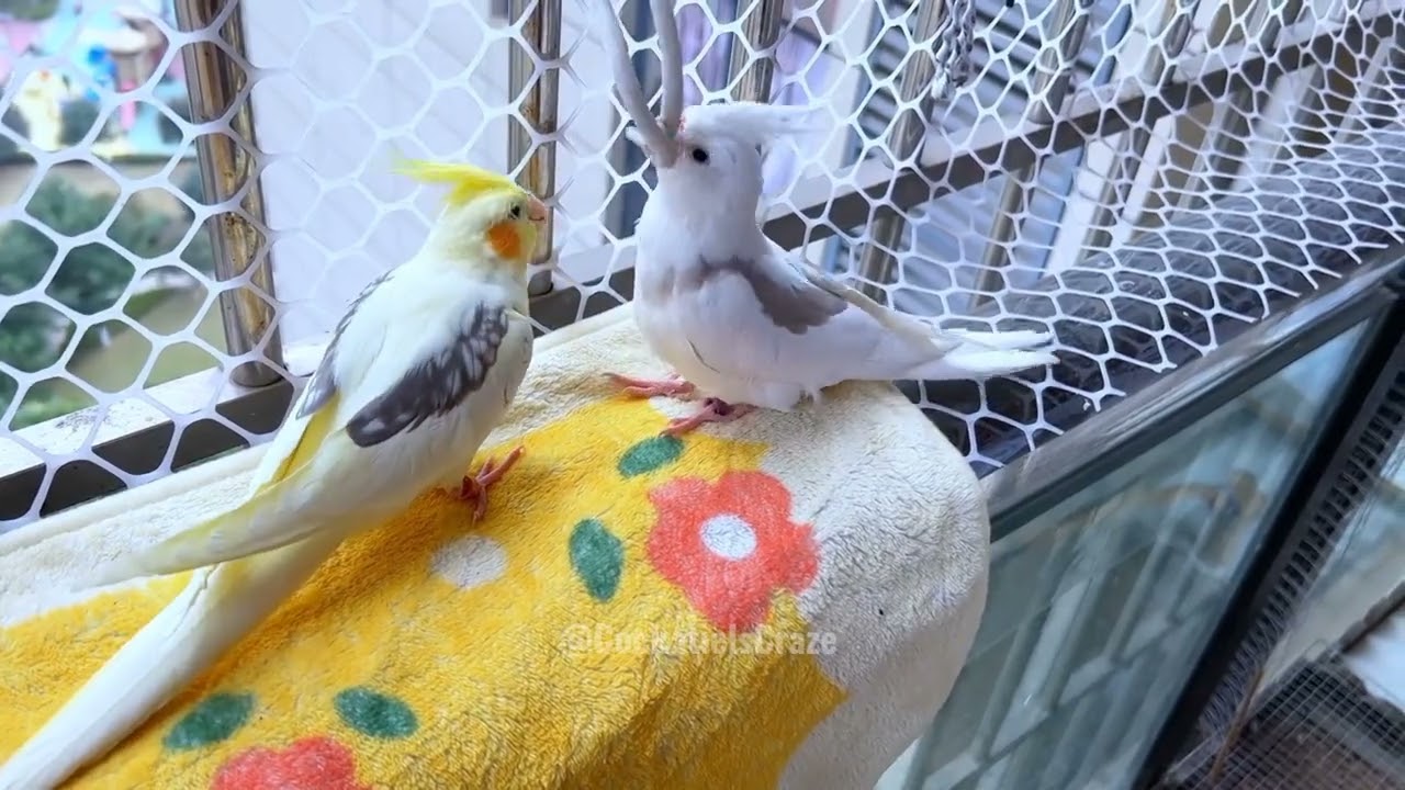 Adorable Cockatiels Cute Compilation