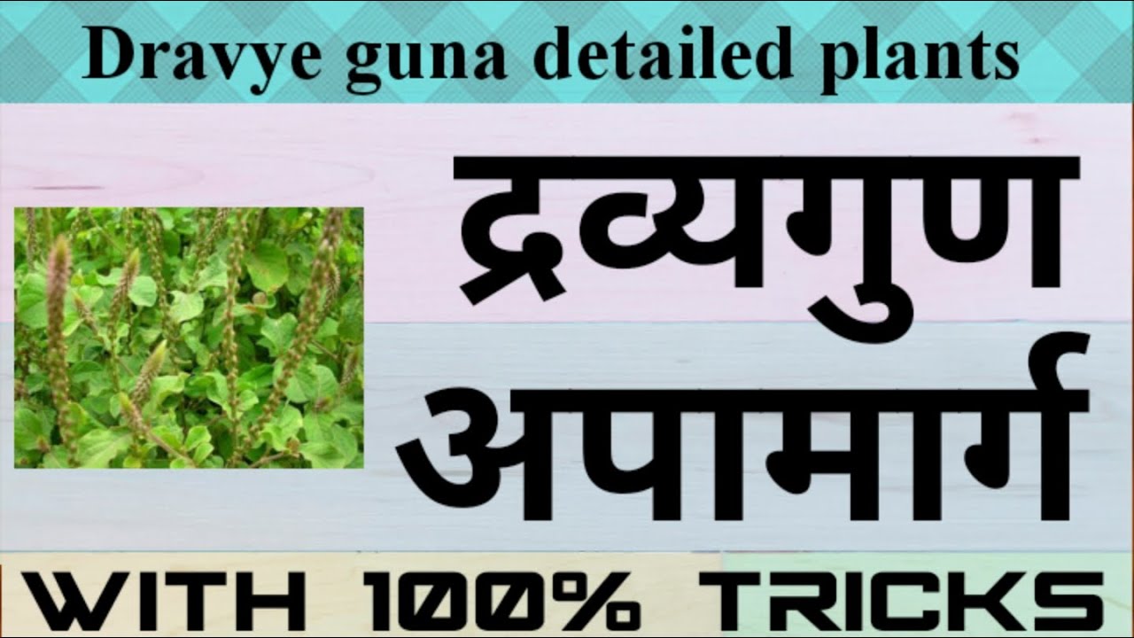 अपामार्ग- Dravye guna detailed plants with tricks and notes pdf _ BAMS 2nd year/Aiagpet