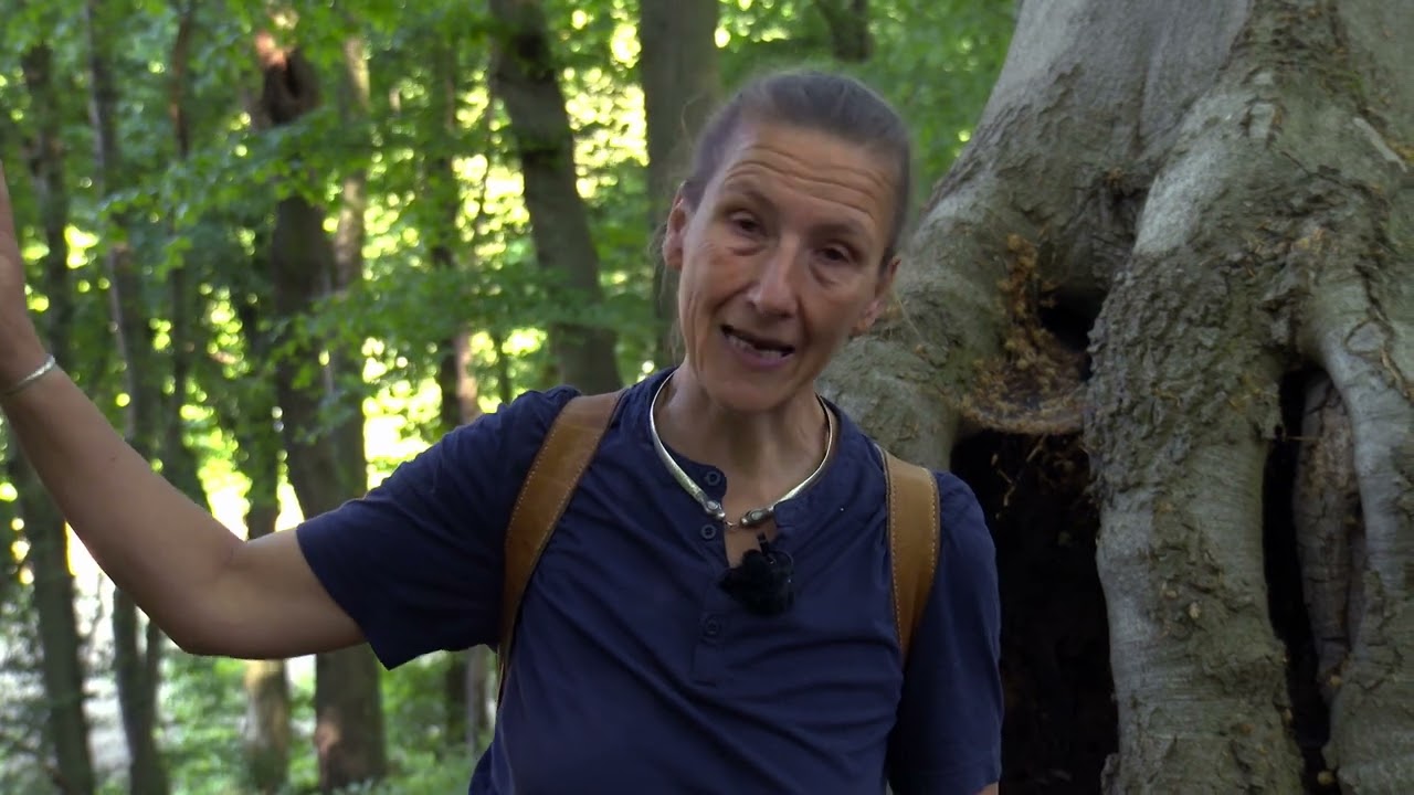 Rahmholznutzung - Rebpfähle für den Weinberg. Zusatzfilm zu 