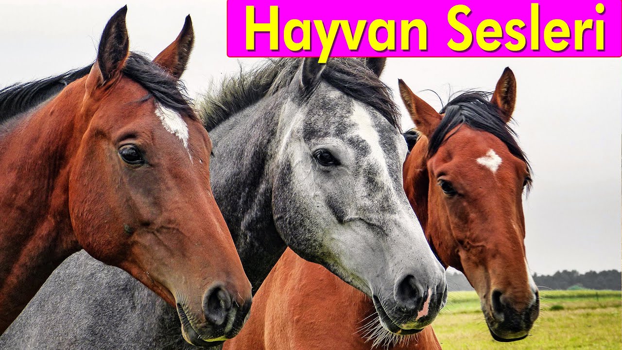 20 Muhteşem Hayvan - &Ccedil;ocuklar İ&ccedil;in Hayvan Sesleri
