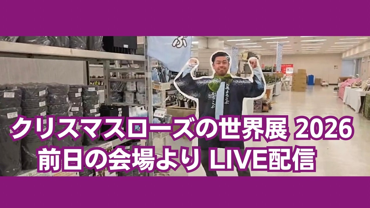 クリスマスローズの世界展 2026 前日　横山園芸ブースのご紹介