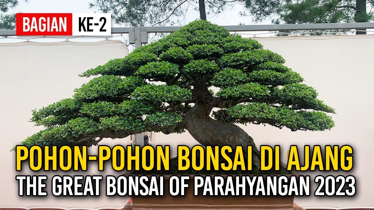 POHON-POHON BONSAI LUAR BIASA DI AJANG PAMNAS 