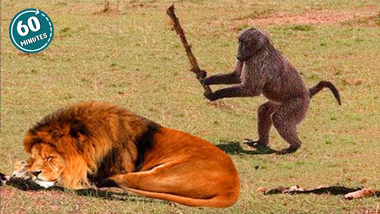 You Will Die Laughing At These FUNNY ANIMALS 🤣 Best Funny Animals Video 2025