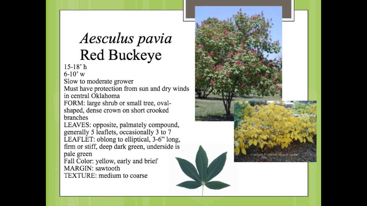 Aesculus pavia